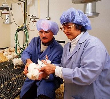 Avian vaccnie research