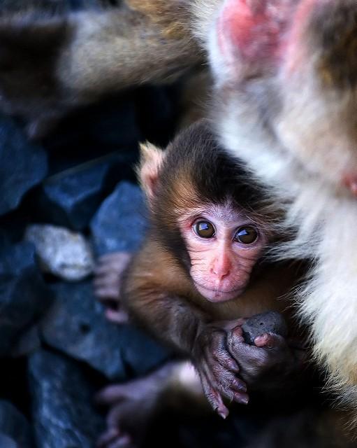 Baby macaque