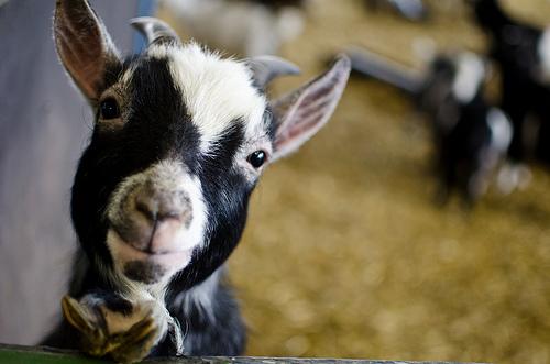 baby goat