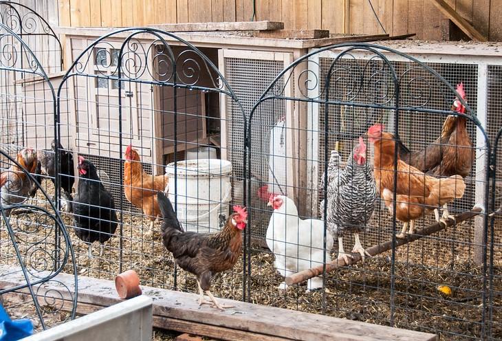Backyard chicken coop
