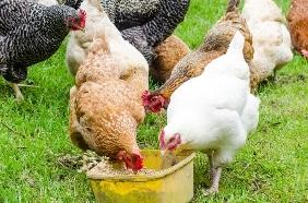 Backyard chickens