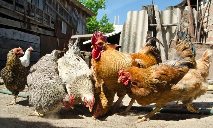 Backyard chickens