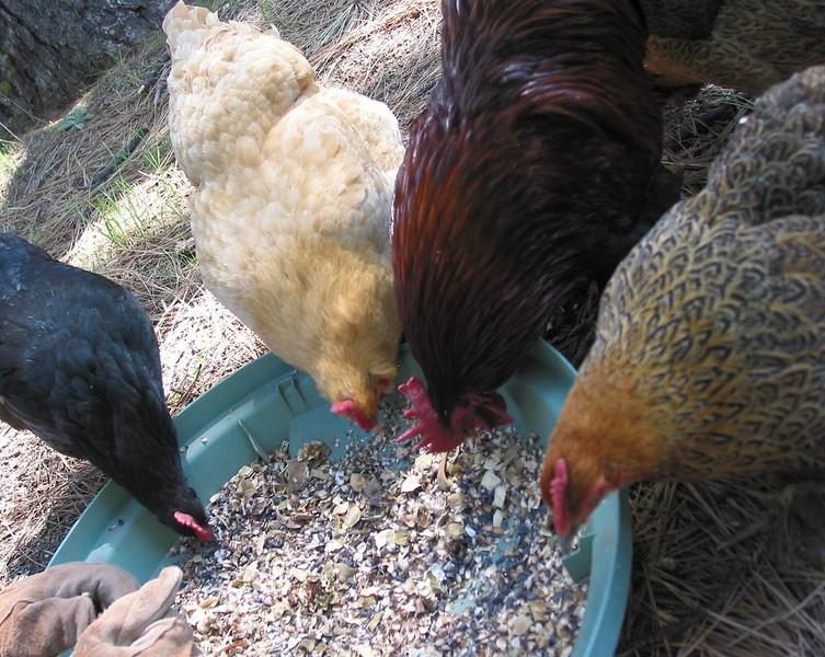 Backyard chickens feeding