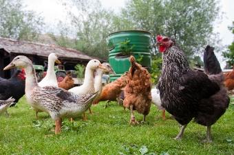 Backyard flock