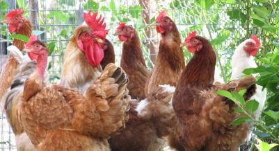 Backyard chickens