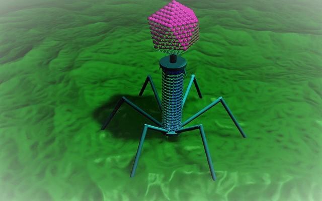 Bacteriophage illustration