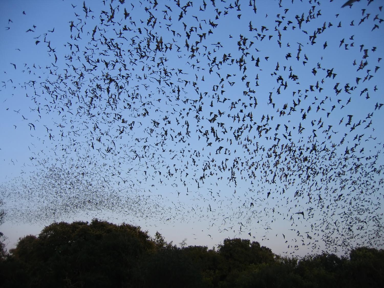 Bat flock