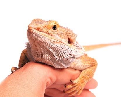 Bearded dragon