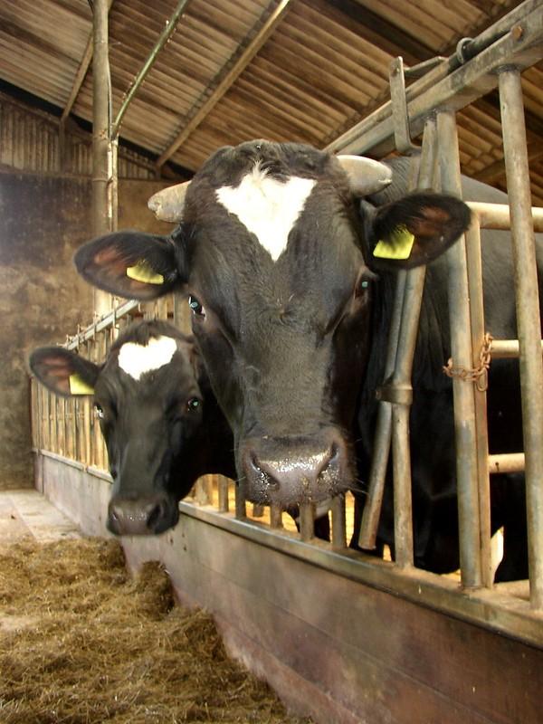 Beef cattle indoors