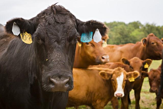 FDA reports major drop in antibiotics for food animals | CIDRAP FDA reports major drop in antibiotics for food animals | CIDRAP