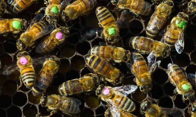 Bees