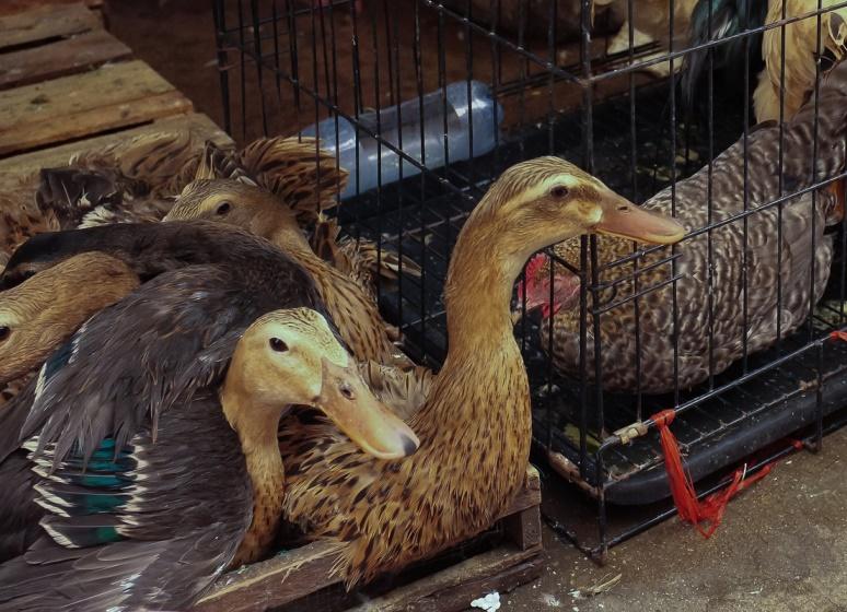 Bird market