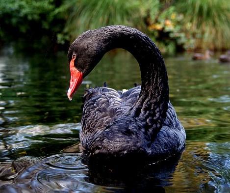 Black swan