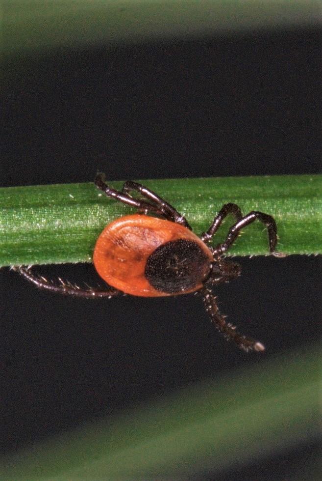 Blacklegged tick Ixodes scapularis