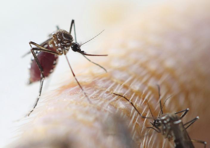 Blood-fed Aedes mosquito