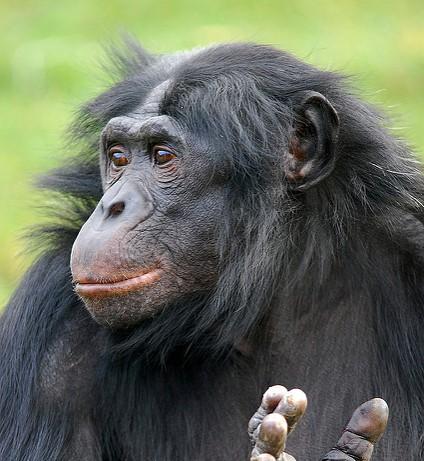 Bonobo