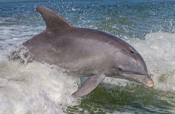 Bottlenose dolphin
