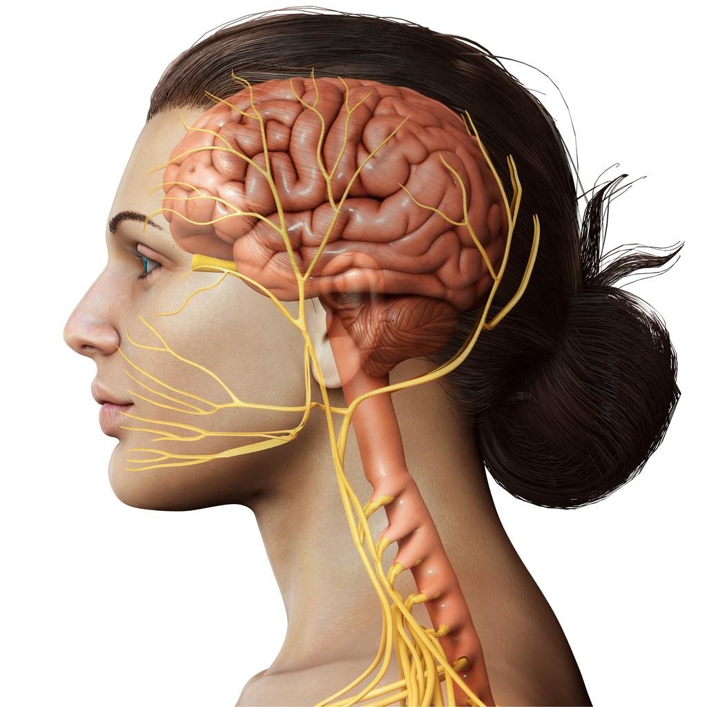 Brain and vagus nerve illustration