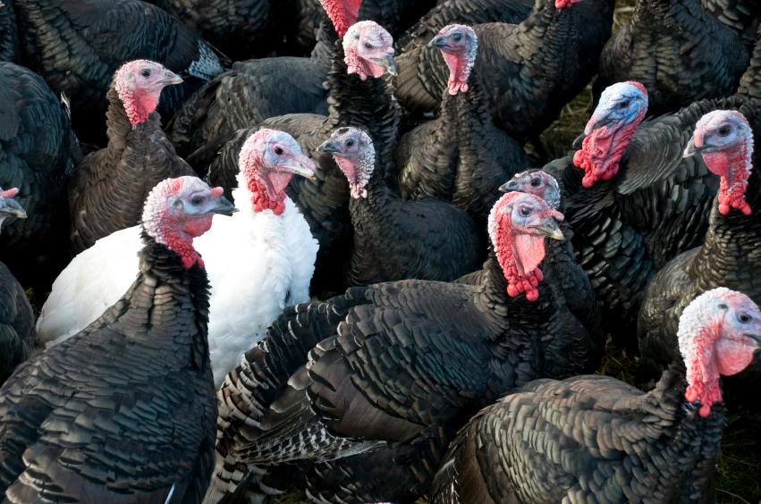 Turkey flock