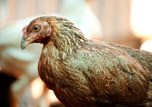 Brown chicken