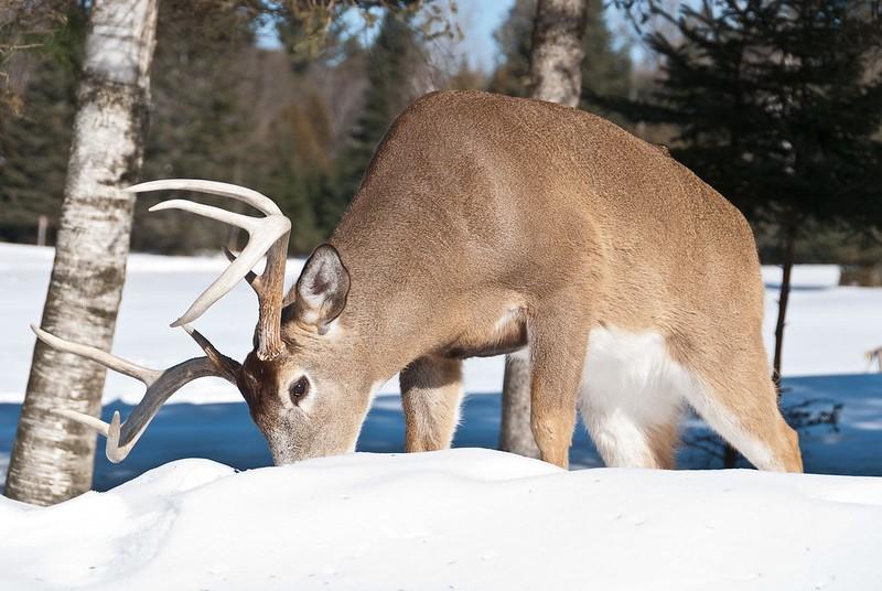 White-tail buck in snow