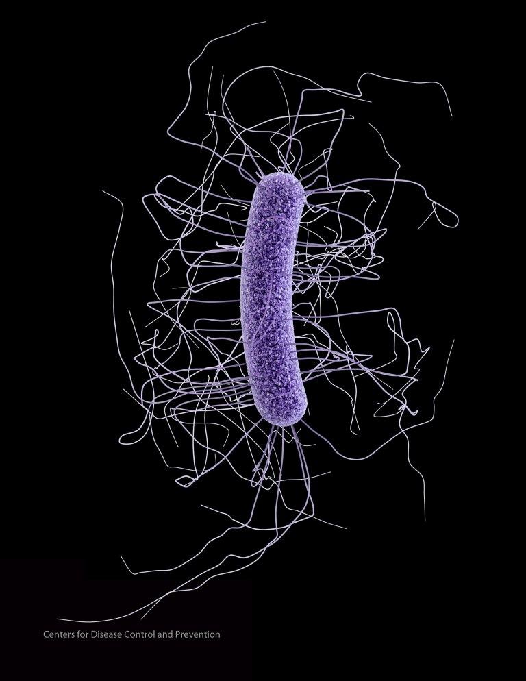 Clostridium difficile