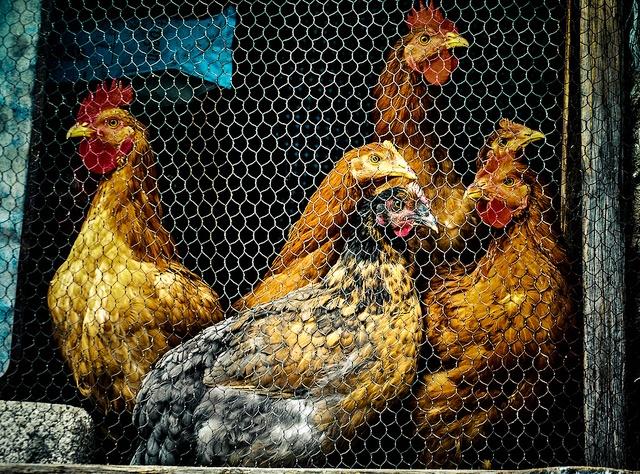Caged chickens