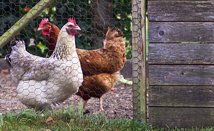Caged chickens