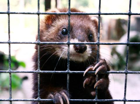 Caged ferret