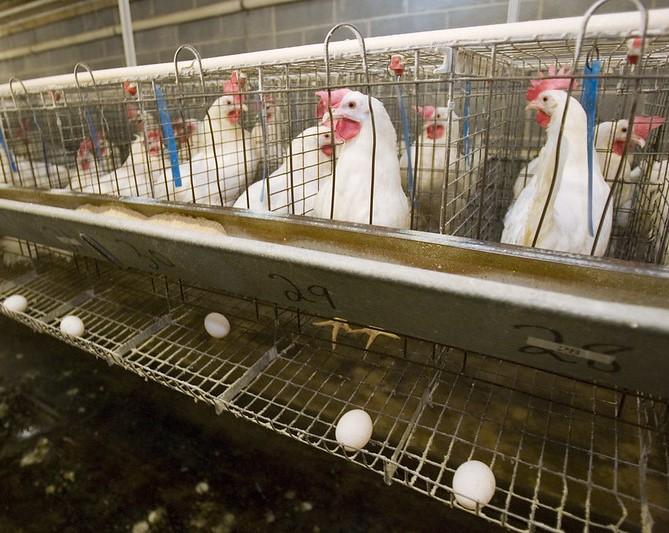 Caged laying hens