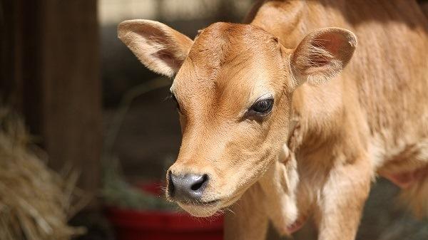 Young calf