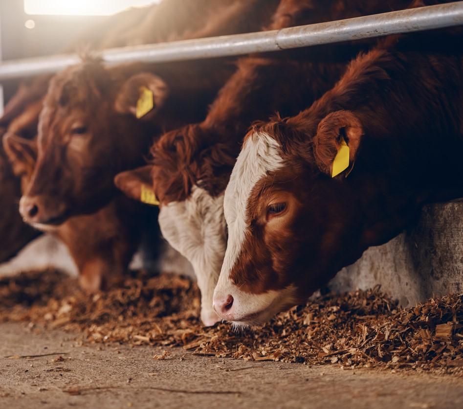 Calves in barn feeding