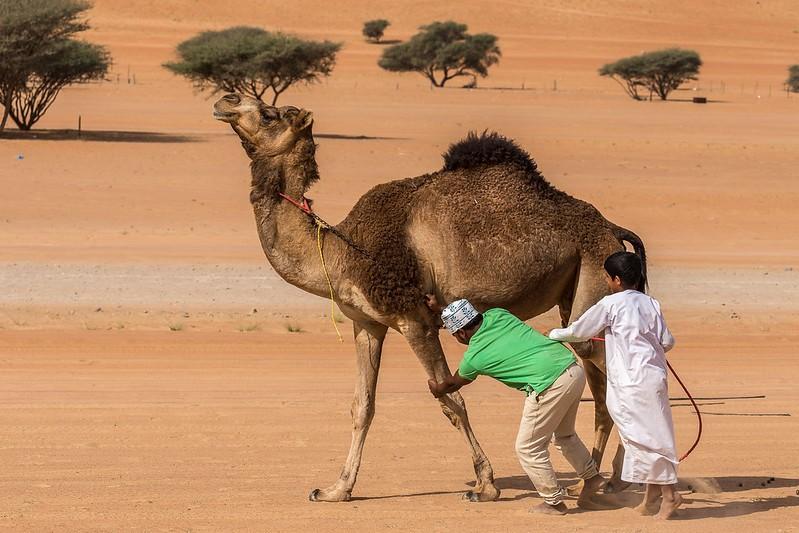 With 3 new Saudi MERS cases, study notes antibodies in Pakistan camel workers | CIDRAP With 3 new Saudi MERS cases, study notes antibodies in Pakistan camel workers | CIDRAP