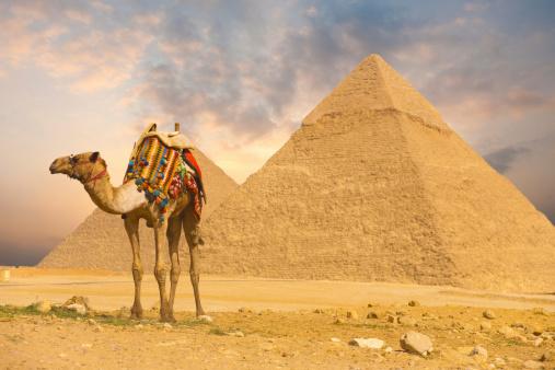 Camel at pyramids
