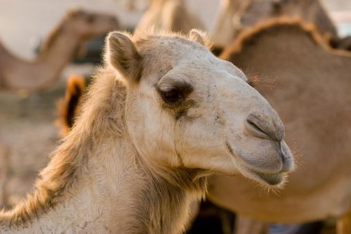 Camel