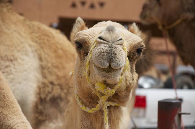 Camel