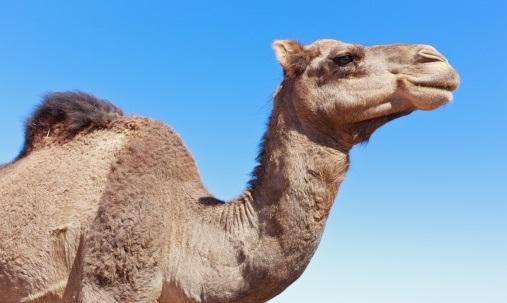 Camel