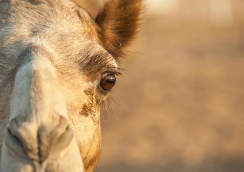 Camel closeup