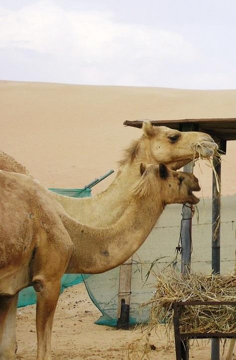Camel farm