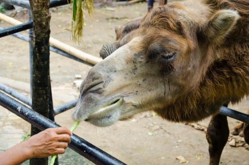 Camel feeding