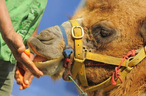 Camel being hand-fed