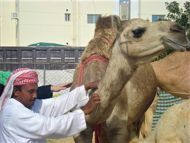 Camel handler