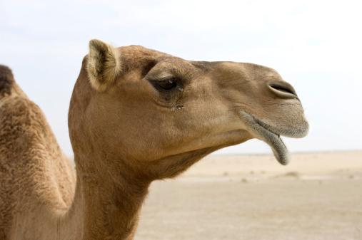 Camel head