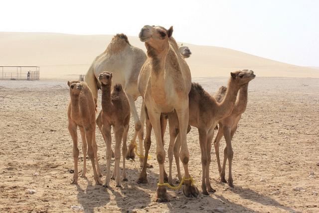 Camel herd