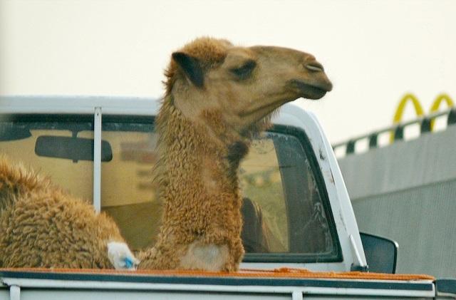Camel in truck