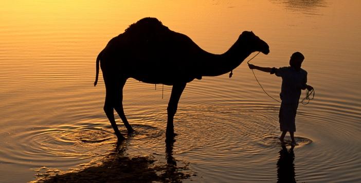Camel in Water