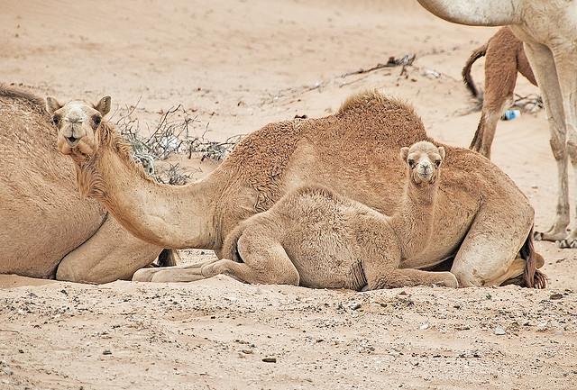 Camel mother and calf