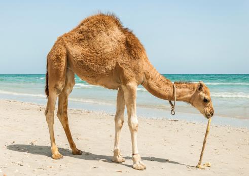 Camel on beach
