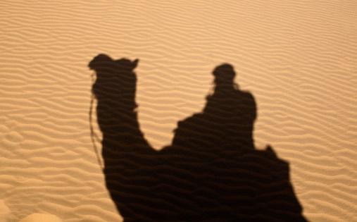 Silhouette of camel