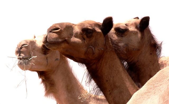 Three camel heads